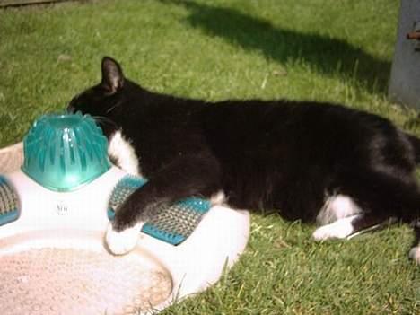 Huskat Plet - Elsker mit legetøj billede 7