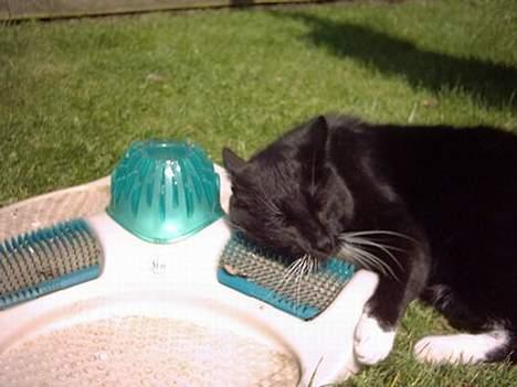 Huskat Plet billede 8