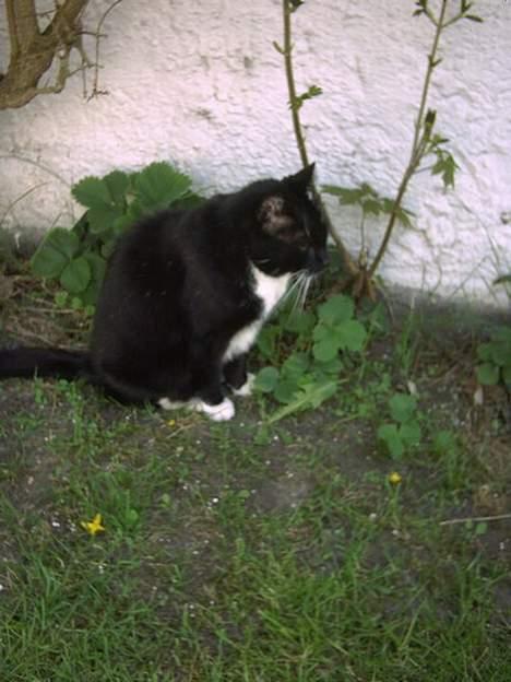 Huskat Plet billede 10