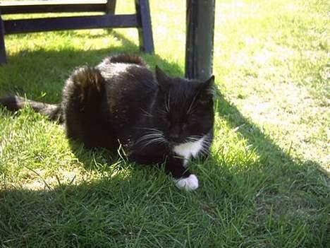 Huskat Plet billede 11