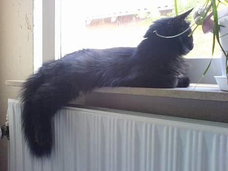 Blanding af racer Mille - Er blevet Mor billede 17