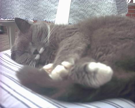 Blanding af racer Musti <3 Nye billeder :] - Musti tar´ en slapper i sommerheden ..  :-> billede 1