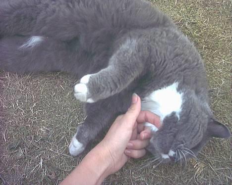 Blanding af racer Musti <3 Nye billeder :] billede 2