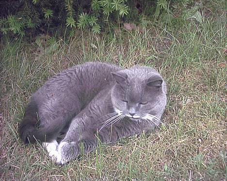 Blanding af racer Musti <3 Nye billeder :] - Aah, skønt at ligge her i solen .. billede 3