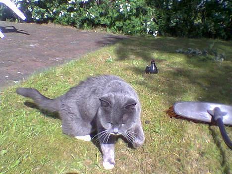 Blanding af racer Musti <3 Nye billeder :] - Bare rolig, jeg kommer nu :D billede 4