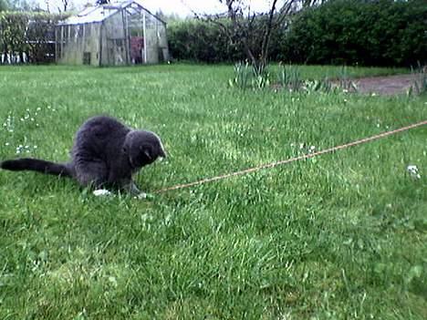 Blanding af racer Musti <3 Nye billeder :] - Wiii ... :} billede 5