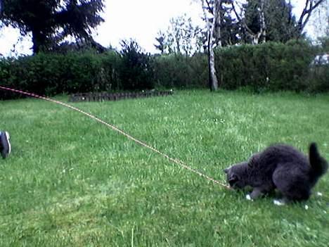 Blanding af racer Musti <3 Nye billeder :] - Kom så her din frække snor ! billede 6