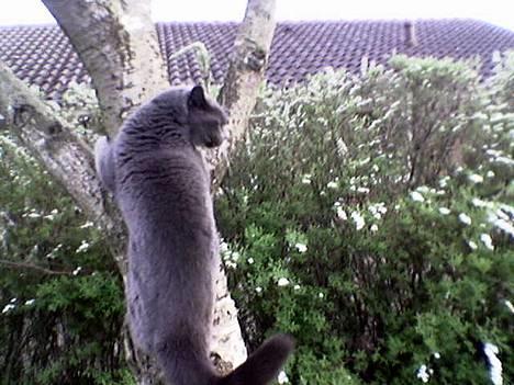 Blanding af racer Musti <3 Nye billeder :] - Lille Musti nyder udsigten .. ! billede 7