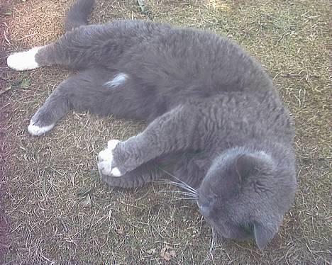 Blanding af racer Musti <3 Nye billeder :] billede 8