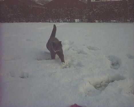 Blanding af racer Musti <3 Nye billeder :] - Musti´en i sneen (: billede 9