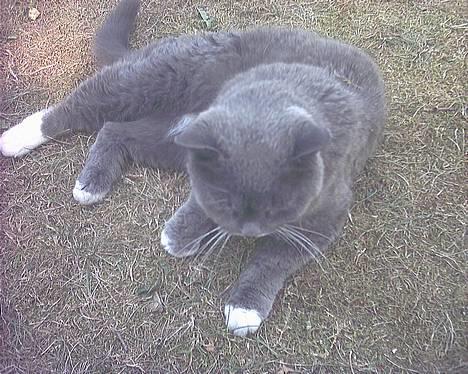 Blanding af racer Musti <3 Nye billeder :] billede 10