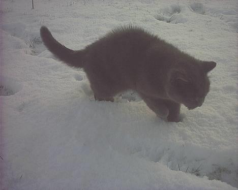 Blanding af racer Musti <3 Nye billeder :] - En vinter dag <3 billede 11