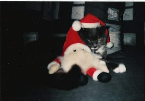 Blanding af racer Musti <3 Nye billeder :] - Jule billede > Er hun ikke kær :] billede 12