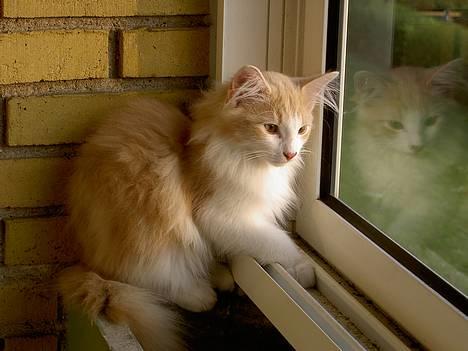 Norsk Skovkat Ol´s Nakuru R.I.P. - Velkommen til min profil.... Jeg hedder Nakuru. billede 1