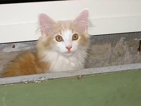 Norsk Skovkat Ol´s Nakuru R.I.P. - Sidder lige i blomsterkassen på altan, hi hi.... Har sagt til mor, at der ikke skal plantes blomster her. billede 2