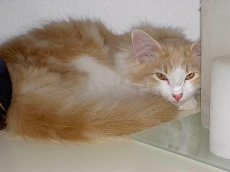 Norsk Skovkat Ol´s Nakuru R.I.P. - Skønt at ligge her på kommoden... billede 3