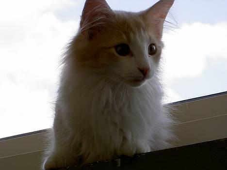 Norsk Skovkat Ol´s Nakuru R.I.P. - Jeg må lige hurtigt afsted efter min lillesøster......!!! billede 4