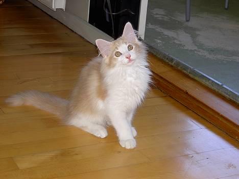 Norsk Skovkat Ol´s Nakuru R.I.P. - Se mine dejlige øjne. Min mor kan ikke stå for dem, kan du?? billede 5