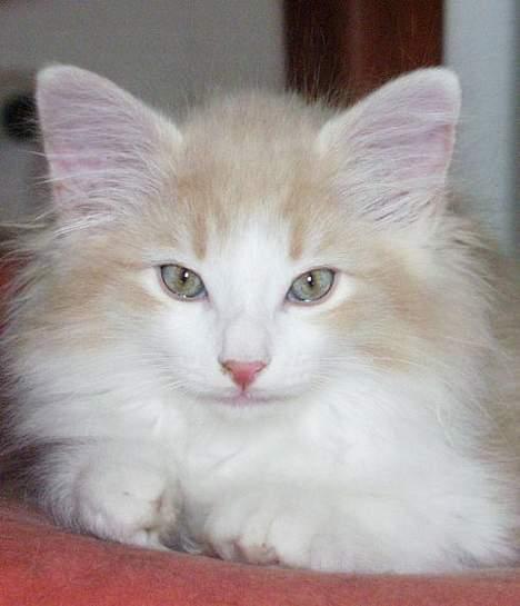 Norsk Skovkat Ol´s Nakuru R.I.P. - Fra tiden ved min opdrætter.... det var vist et af de sidste billeder mor fik af mig, inden hun hentede mig. billede 6