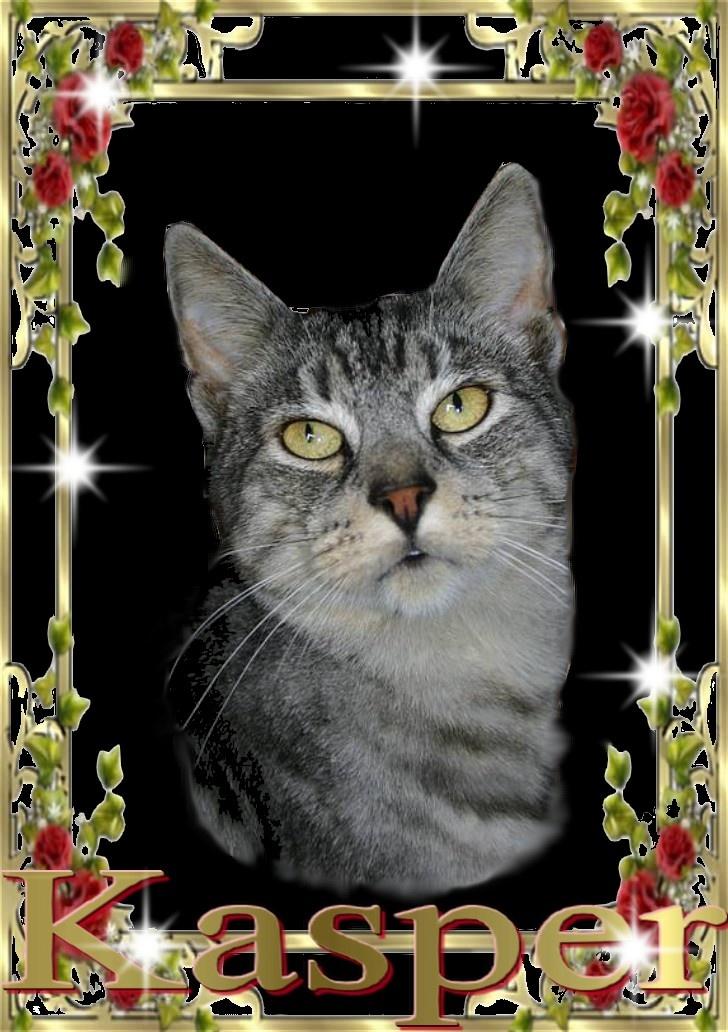 Huskat Kasper (Kastenskjold ) - her er så mit profilbilledel billede 1