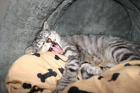 Huskat Kasper (Kastenskjold ) - Er det sådan jeg skal smile mor billede 2