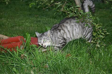 Huskat Kasper (Kastenskjold ) - jeg har hørt at græs skulle være godt for maven billede 3
