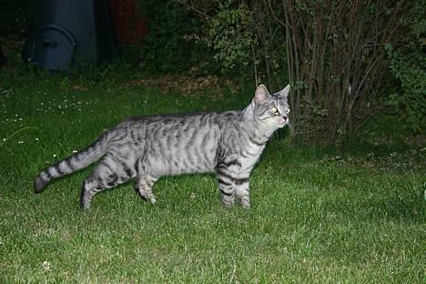 Huskat Kasper (Kastenskjold ) - hvad er det der henne billede 4