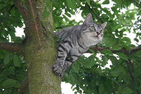 Huskat Kasper (Kastenskjold ) - Her hænger jeg på min gren billede 5