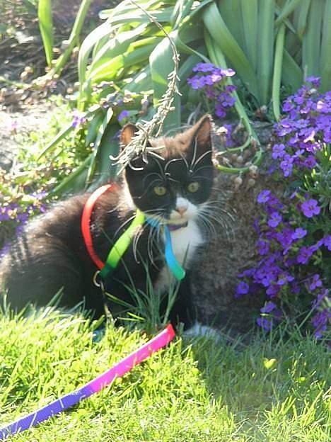 Huskat Emil billede 6