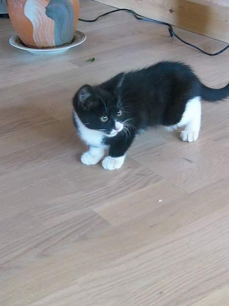 Huskat Emil billede 7