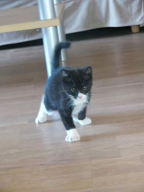 Huskat Emil billede 8