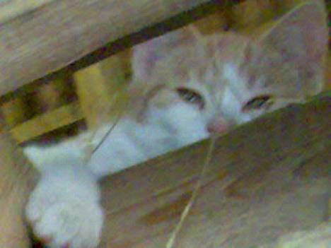 Huskat Garfield >> MIN BRORS << - Se lige på MIIIIG <´3 billede 1