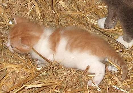 Huskat Garfield >> MIN BRORS << - Så er vi jo ude på en lille gå tur <´3  billede 2