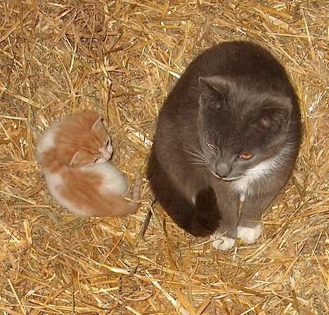 Huskat Garfield >> MIN BRORS << - Mig og min ´pleje´ mor <´3   Hehe billede 3