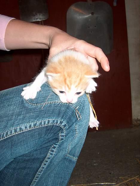 Huskat Garfield >> MIN BRORS << - Triiiine !  Jeg falder snart ned !!!! billede 4