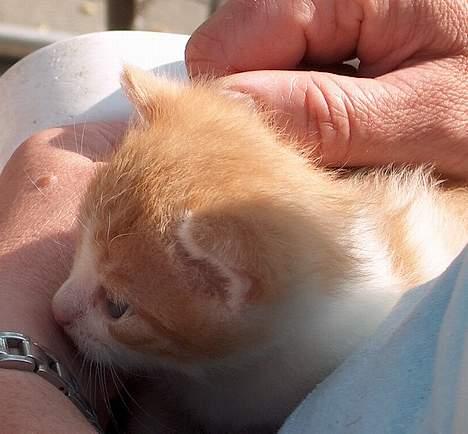 Huskat Garfield >> MIN BRORS << - Hygge <´3 billede 5