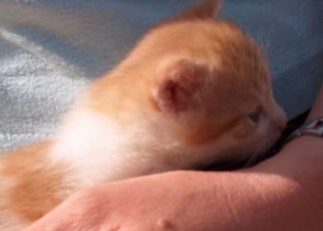 Huskat Garfield >> MIN BRORS << - Så sidder vi jo her og bliver kælet <´3 billede 6