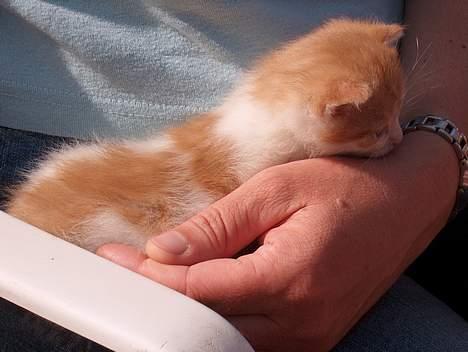 Huskat Garfield >> MIN BRORS << - Hov, det er noget spændene <´3 billede 7