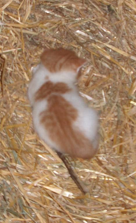 Huskat Garfield >> MIN BRORS << - Her får vi os lige en slapper =b billede 8