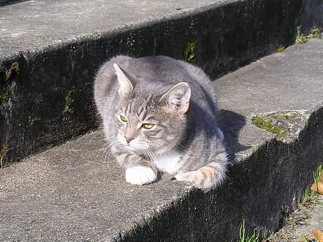 Huskat Nifling/Niffe - Nu holder jeg lige øje med at der ikke er nogen der kommer for tæt på billede 2