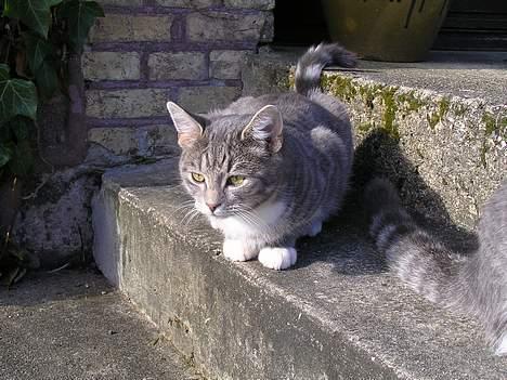 Huskat Nifling/Niffe - jeg elsker solskinsvejr billede 3