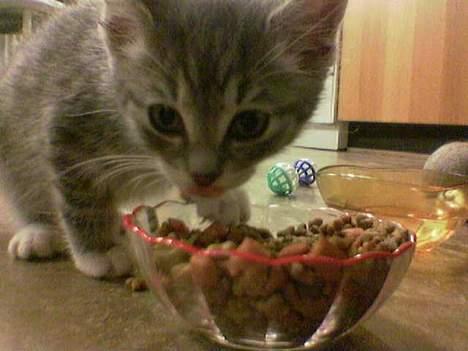 Huskat Nifling/Niffe - Her er jeg ikke særlig gammel og mums jeg er sulten billede 4