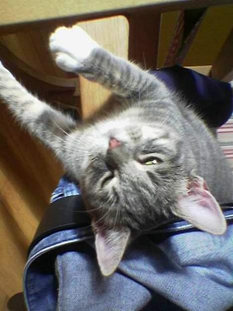 Huskat Nifling/Niffe - Hej mathilde, jeg ligger lige på hovedet i din gyngestol billede 5