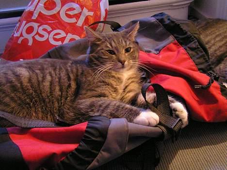 Huskat Nifling/Niffe - Hmm, mathildes rygsæk, interessant... billede 6