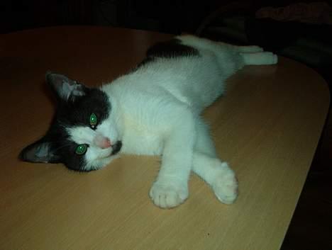 Huskat Badisse - R.I.P lille Radis, hun døede i april af brystkræft, men hvor er hun savnet billede 1