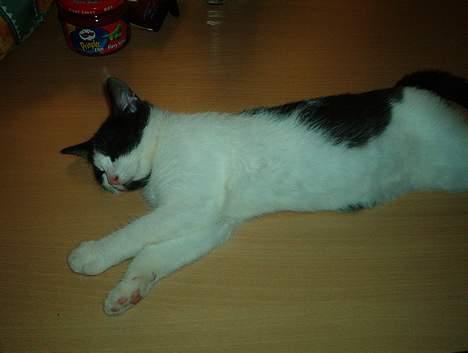 Huskat Badisse - hos os er det okay at ligge på bordet billede 2