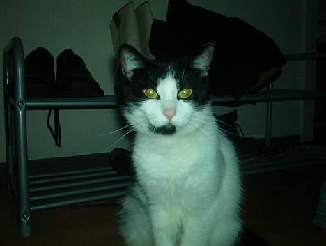 Huskat Badisse - Her er jeg så blevet næsten 2 år billede 3