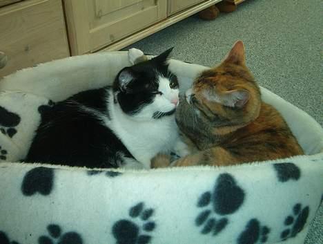 Huskat Badisse - Her er jeg så med min nye ven, som også er på galleriet billede 4