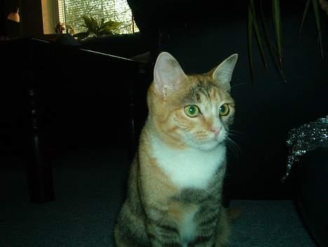 Huskat Lille Mis - Jeg syns selv jer er køn på billedet billede 1