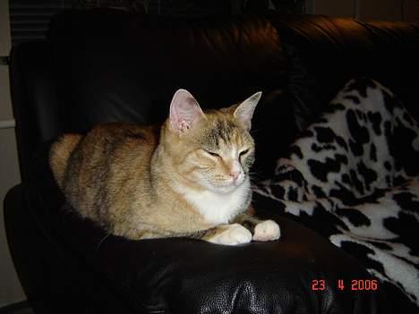 Huskat Lille Mis - Ja jeg ser sød ud billede 2